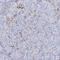Four And A Half LIM Domains 1 antibody, HPA001040, Atlas Antibodies, Immunohistochemistry frozen image 