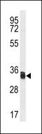 Thioredoxin-related transmembrane protein 1 antibody, LS-C203846, Lifespan Biosciences, Western Blot image 