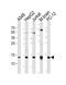 ATP Synthase F1 Subunit Delta antibody, A32272, Boster Biological Technology, Western Blot image 
