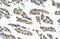 Ring Finger Protein 40 antibody, 29-844, ProSci, Enzyme Linked Immunosorbent Assay image 