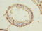 RUN Domain Containing 3A antibody, CSB-PA685437LA01HU, Cusabio, Immunohistochemistry frozen image 