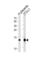 Fatty Acid Binding Protein 4 antibody, abx034966, Abbexa, Western Blot image 