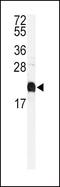 Calmodulin antibody, PA5-11662, Invitrogen Antibodies, Western Blot image 