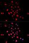 Jun Proto-Oncogene, AP-1 Transcription Factor Subunit antibody, abx000133, Abbexa, Western Blot image 