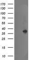 Nudix Hydrolase 18 antibody, CF503830, Origene, Western Blot image 