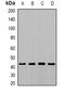 Mitochondrial Carrier 1 antibody, orb341427, Biorbyt, Western Blot image 