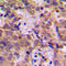 Nuclear Factor Kappa B Subunit 1 antibody, LS-C354055, Lifespan Biosciences, Immunohistochemistry frozen image 