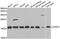 Cytochrome C Oxidase Subunit 4I1 antibody, abx005037, Abbexa, Western Blot image 