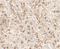 Interleukin 9 antibody, LS-C201136, Lifespan Biosciences, Immunohistochemistry frozen image 