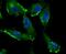 Interferon Induced Transmembrane Protein 3 antibody, NBP2-75533, Novus Biologicals, Immunocytochemistry image 