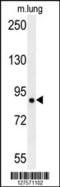Leucine Rich Repeat Containing 4B antibody, 55-008, ProSci, Western Blot image 