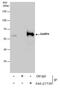 GA Binding Protein Transcription Factor Subunit Alpha antibody, PA5-27735, Invitrogen Antibodies, Immunoprecipitation image 