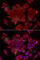 Translocase Of Inner Mitochondrial Membrane 17A antibody, A6449, ABclonal Technology, Immunofluorescence image 