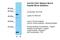 Solute Carrier Family 10 Member 1 antibody, PA5-42101, Invitrogen Antibodies, Western Blot image 