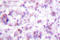 MYB Proto-Oncogene, Transcription Factor antibody, LS-C176431, Lifespan Biosciences, Immunohistochemistry paraffin image 