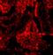 Interferon Regulatory Factor 3 antibody, NBP1-76597, Novus Biologicals, Immunofluorescence image 