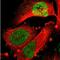 Nuclear Factor I B antibody, NBP1-81000, Novus Biologicals, Immunofluorescence image 