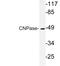 Cnp1 antibody, LS-C291684, Lifespan Biosciences, Western Blot image 