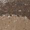 NDRG Family Member 3 antibody, PA5-53643, Invitrogen Antibodies, Immunohistochemistry frozen image 