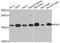 Peptidylprolyl Cis/Trans Isomerase, NIMA-Interacting 1 antibody, MBS128021, MyBioSource, Western Blot image 