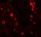 NUMB Endocytic Adaptor Protein antibody, A01206, Boster Biological Technology, Immunofluorescence image 
