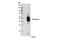 Pannexin 1 antibody, 91137S, Cell Signaling Technology, Western Blot image 