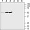 MAS Related GPR Family Member D antibody, PA5-77493, Invitrogen Antibodies, Western Blot image 