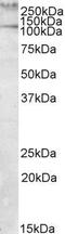 Talin 1 antibody, GTX88357, GeneTex, Western Blot image 