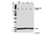 Protein Kinase C Delta antibody, 14787S, Cell Signaling Technology, Western Blot image 