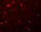 Signal Induced Proliferation Associated 1 Like 1 antibody, 5491, ProSci, Immunofluorescence image 