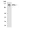 DNA Ligase 1 antibody, LS-C291890, Lifespan Biosciences, Western Blot image 