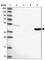 Transmembrane Protein 44 antibody, HPA043718, Atlas Antibodies, Western Blot image 