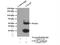 Atypical Chemokine Receptor 3 antibody, 14840-1-AP, Proteintech Group, Immunoprecipitation image 