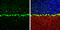 Coatomer subunit delta antibody, GTX630562, GeneTex, Immunohistochemistry frozen image 