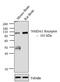 Glutamate Ionotropic Receptor NMDA Type Subunit 1 antibody, 32-0500, Invitrogen Antibodies, Western Blot image 