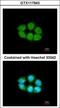 Solute Carrier Family 4 Member 1 Adaptor Protein antibody, GTX117943, GeneTex, Immunofluorescence image 