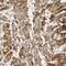 Actin Alpha Cardiac Muscle 1 antibody, FNab00319, FineTest, Immunohistochemistry frozen image 