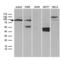 Transcription Factor 12 antibody, LS-C792178, Lifespan Biosciences, Western Blot image 