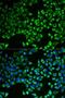 Citrate Synthase antibody, LS-C334235, Lifespan Biosciences, Immunofluorescence image 