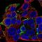 KN motif and ankyrin repeat domain-containing protein 1 antibody, NBP2-55050, Novus Biologicals, Immunofluorescence image 