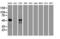 Alpha-1-antitrypsin antibody, LS-C114360, Lifespan Biosciences, Western Blot image 