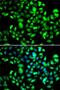 Guanylate Binding Protein 1 antibody, LS-C346139, Lifespan Biosciences, Immunofluorescence image 