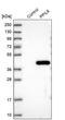 Peptidylprolyl Isomerase Like 6 antibody, PA5-57786, Invitrogen Antibodies, Western Blot image 