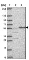 WD Repeat Domain 55 antibody, NBP2-30625, Novus Biologicals, Western Blot image 