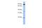 Ring Finger Protein 219 antibody, PA5-42338, Invitrogen Antibodies, Western Blot image 