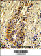 Transaldolase 1 antibody, 62-396, ProSci, Immunohistochemistry paraffin image 