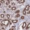 Zinc Finger Protein 618 antibody, HPA023116, Atlas Antibodies, Immunohistochemistry frozen image 