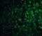 Neurturin antibody, 1121, QED Bioscience, Immunofluorescence image 