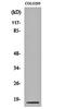 Mab-21 Like 4 antibody, orb159238, Biorbyt, Western Blot image 