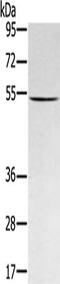 Ring Finger Protein 14 antibody, CSB-PA409215, Cusabio, Western Blot image 